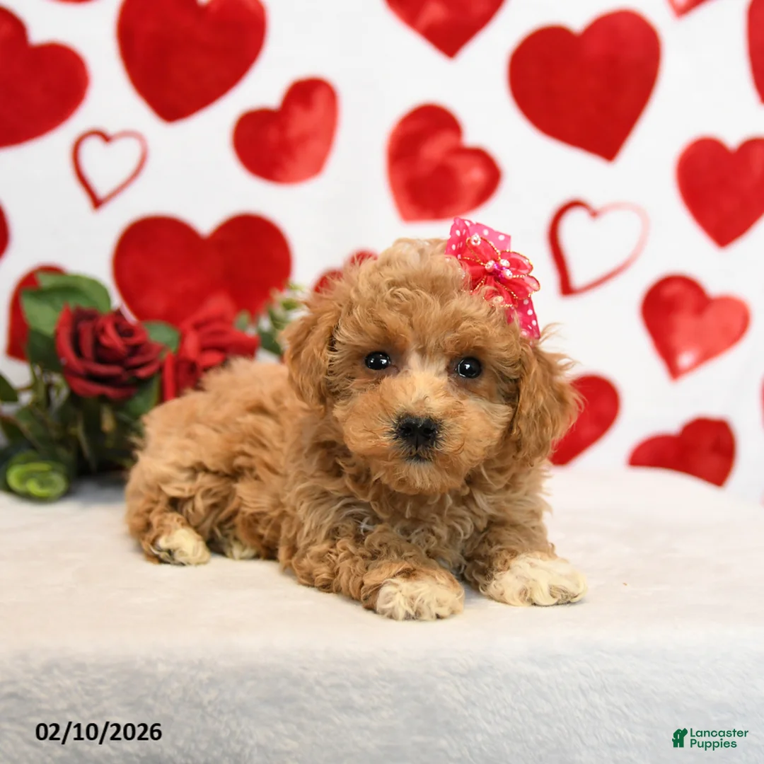 Mixed Breed dogs for sale: Dove - Ad 4