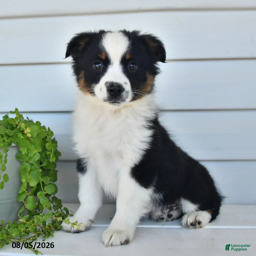 Miniature Australian Shepherd dogs for sale: Diego - Ad 3