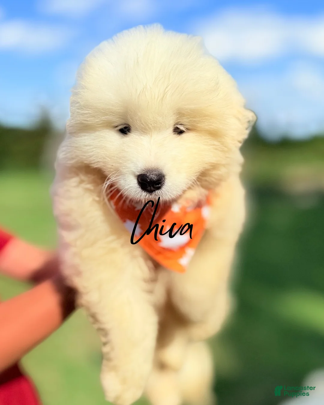 Samoyed dogs for sale: Chica - Ad 3
