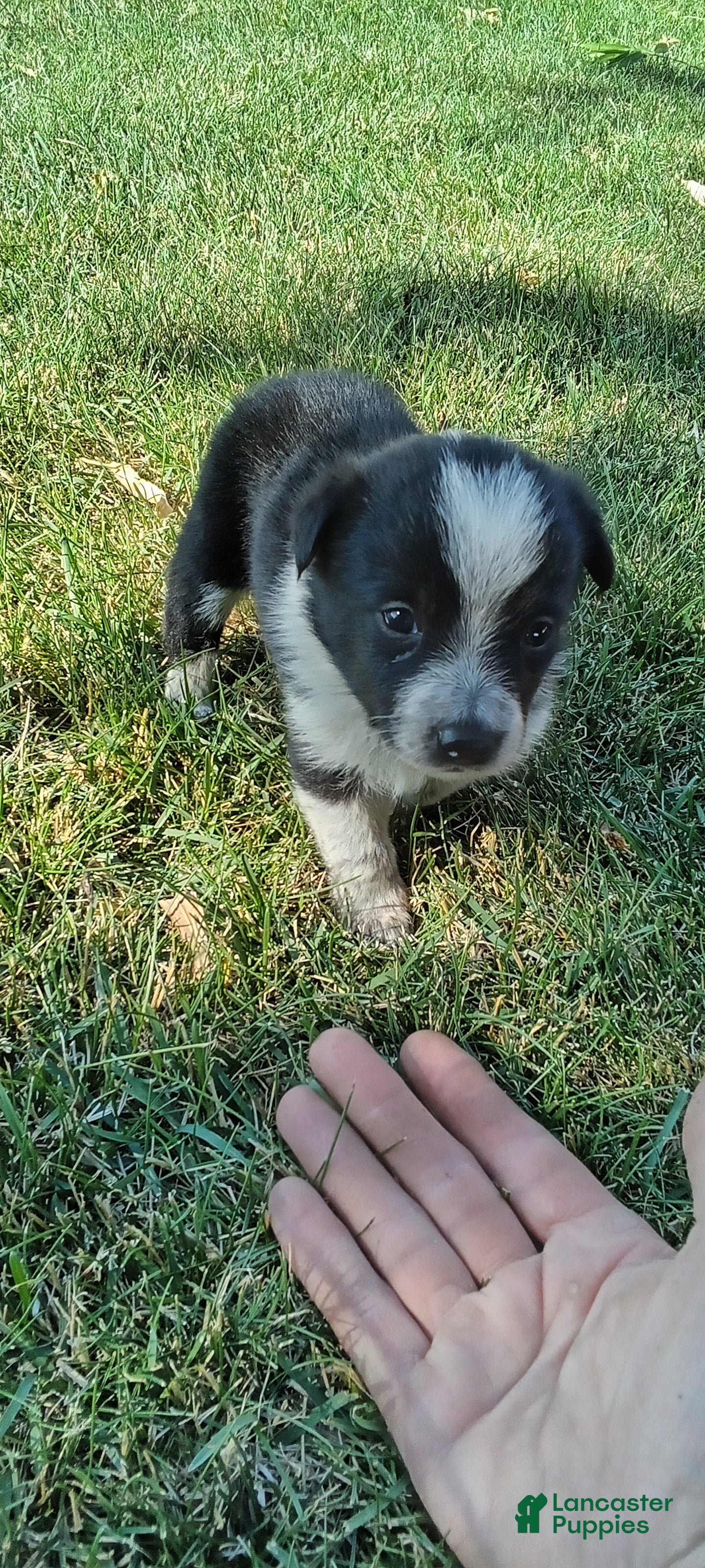 Mixed Breed dogs Mixed Breed 2 - Ad 1
