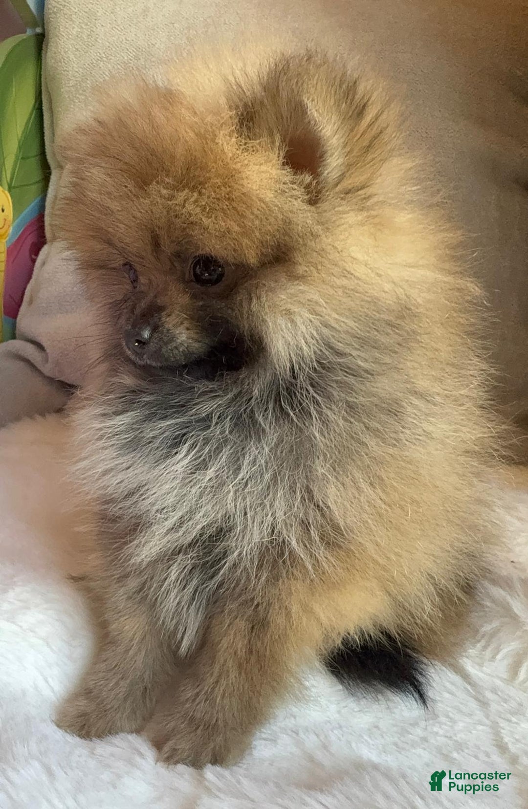 Pomeranian dogs for sale: Pomeranian Puppy tea cup Lulu  - Ad 6