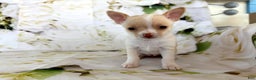 Chihuahua dogs for sale: Kora - Ad 2