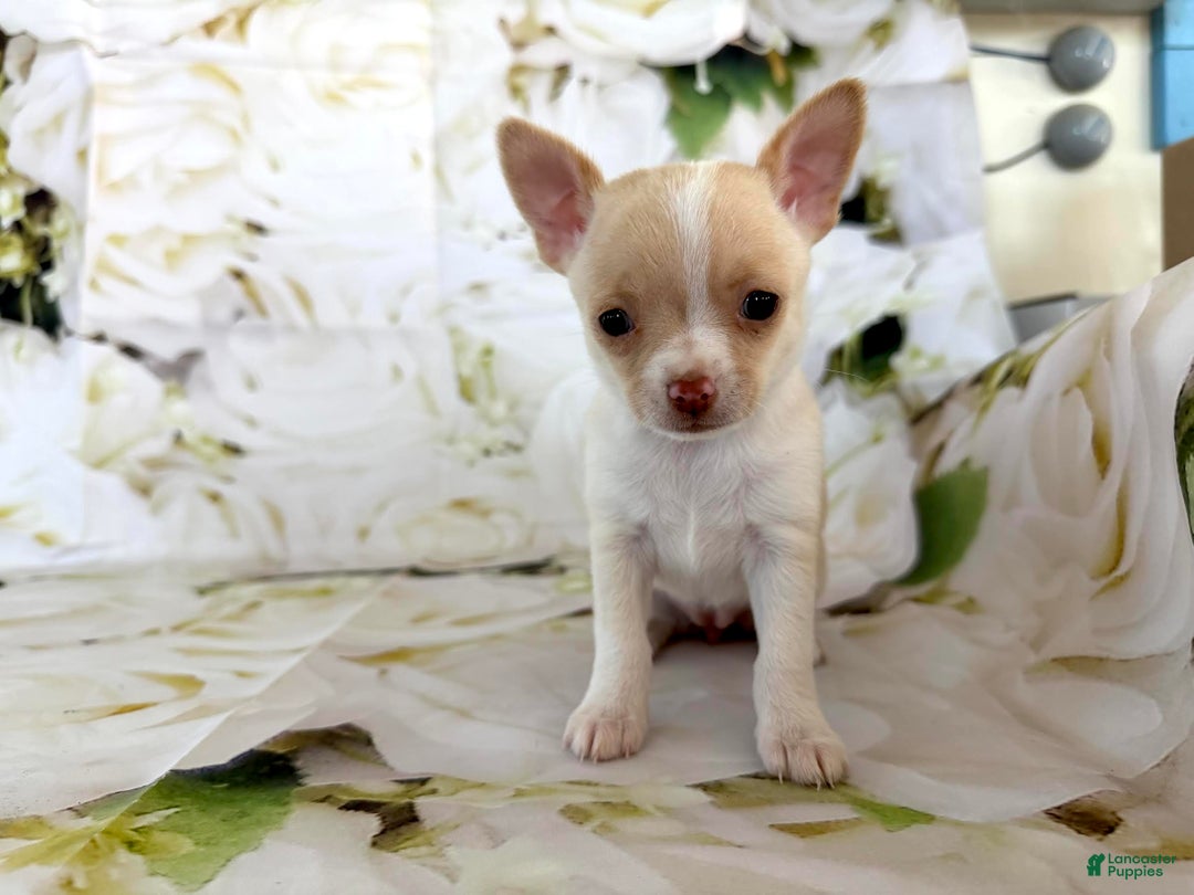 Chihuahua dogs for sale: Kora - Ad 2