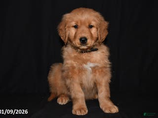 Golden Retriever dogs Alex - Ad 14