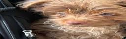 Yorkshire Terrier dogs for sale: Simba - Ad 3