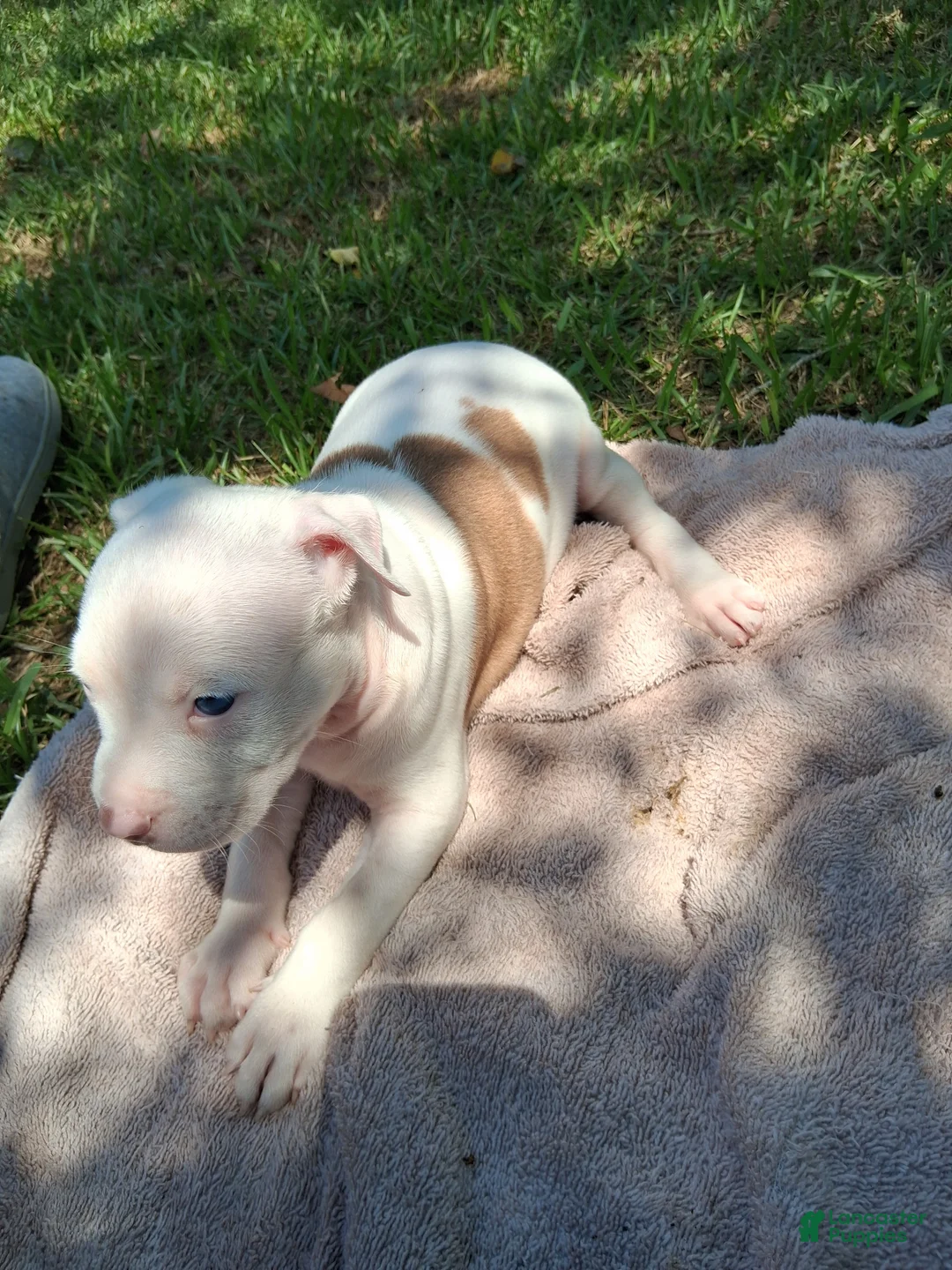 American Bully dogs for sale: American Bully 6 - Ad 1
