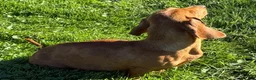 Mixed Breed dogs for sale: Classic Dorgi Female - Corgi & Dachshund Mix - Ad 19