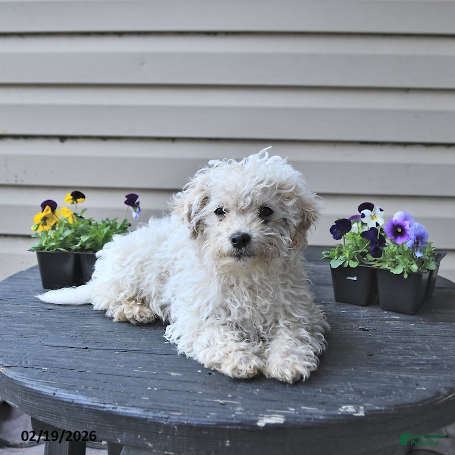 Toy Poodle dogs Wyatt  - Ad 2