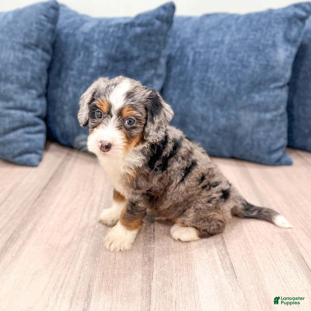 Mini Bernedoodle dogs for sale: Boomer - Ad 2