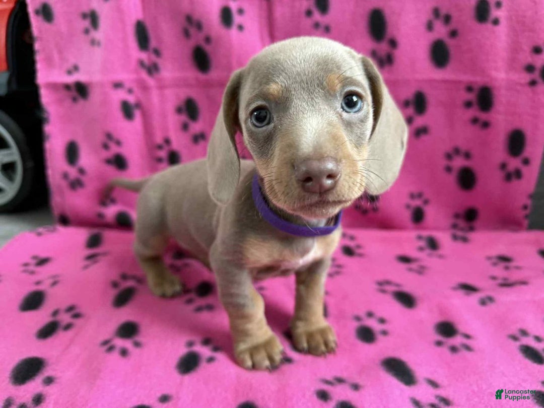 Miniature Dachshund dogs for sale: Miniature Dachshund Puppy 2 - Ad 1