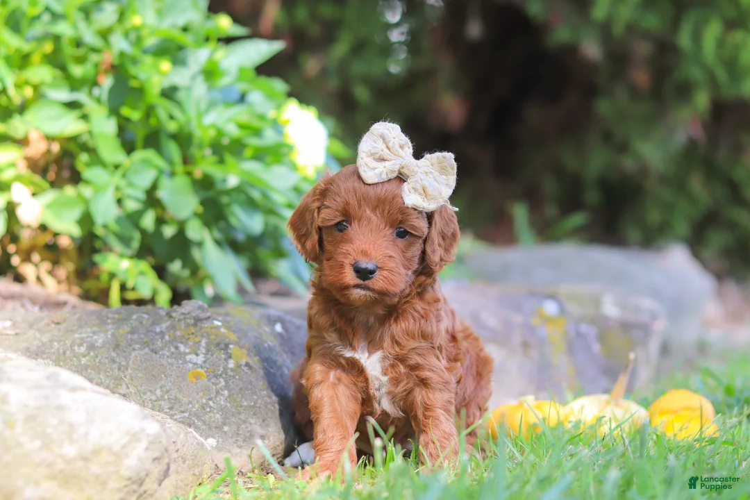 Cockapoo dogs for sale: Sienna - Ad 1