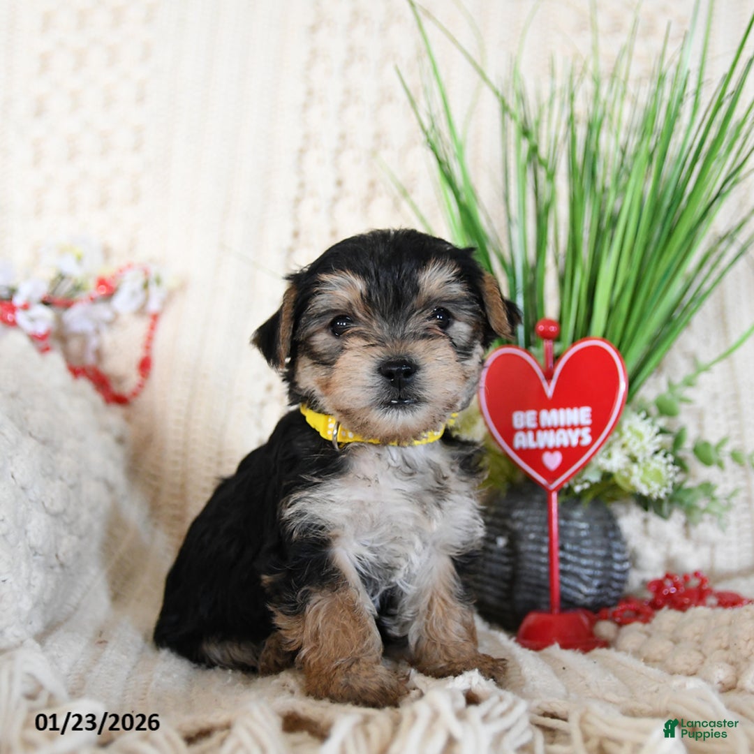 Yorkshire Terrier dogs for sale: Lori - Ad 1