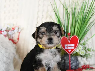 Yorkshire Terrier dogs Lori - Ad 8