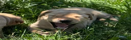 Labrador Retriever dogs for sale: White Collar Puppy 4 - Ad 4