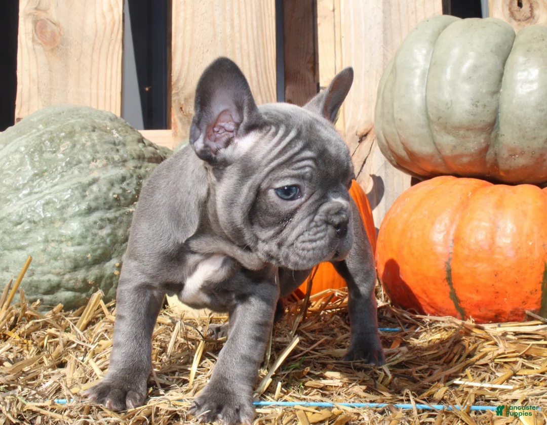 Mixed Breed dogs for sale: Ollie - Ad 12
