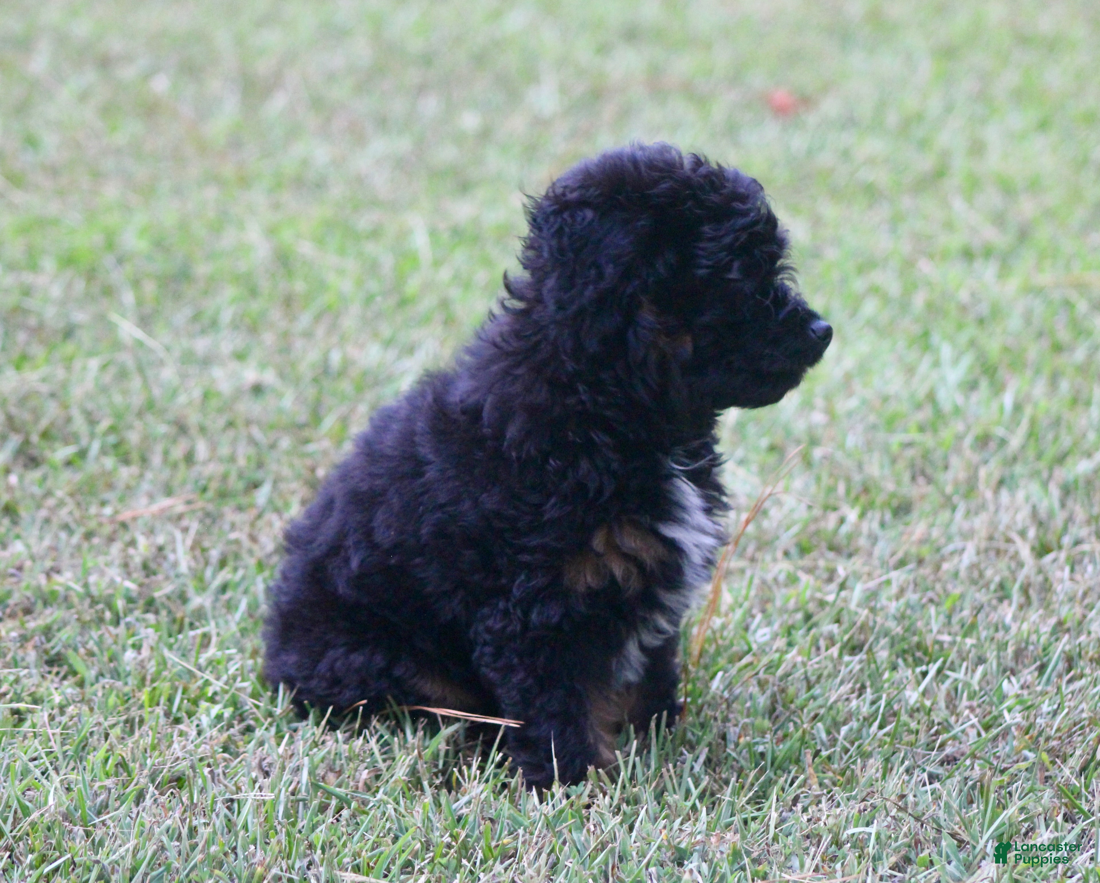 Aussiedoodle dogs Kendall - Ad 2