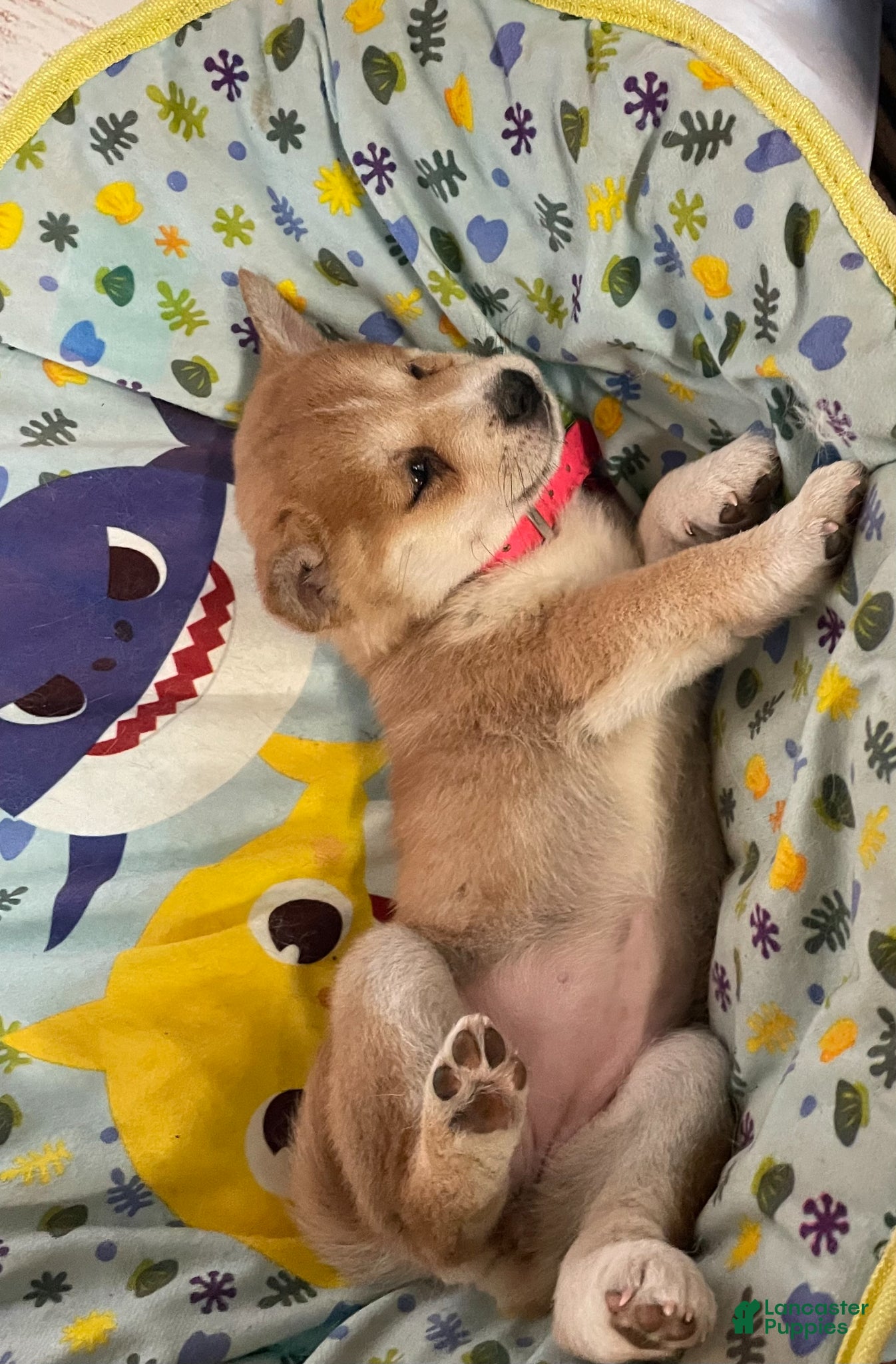 Shiba Inu dogs Baby Bear - Ad 2