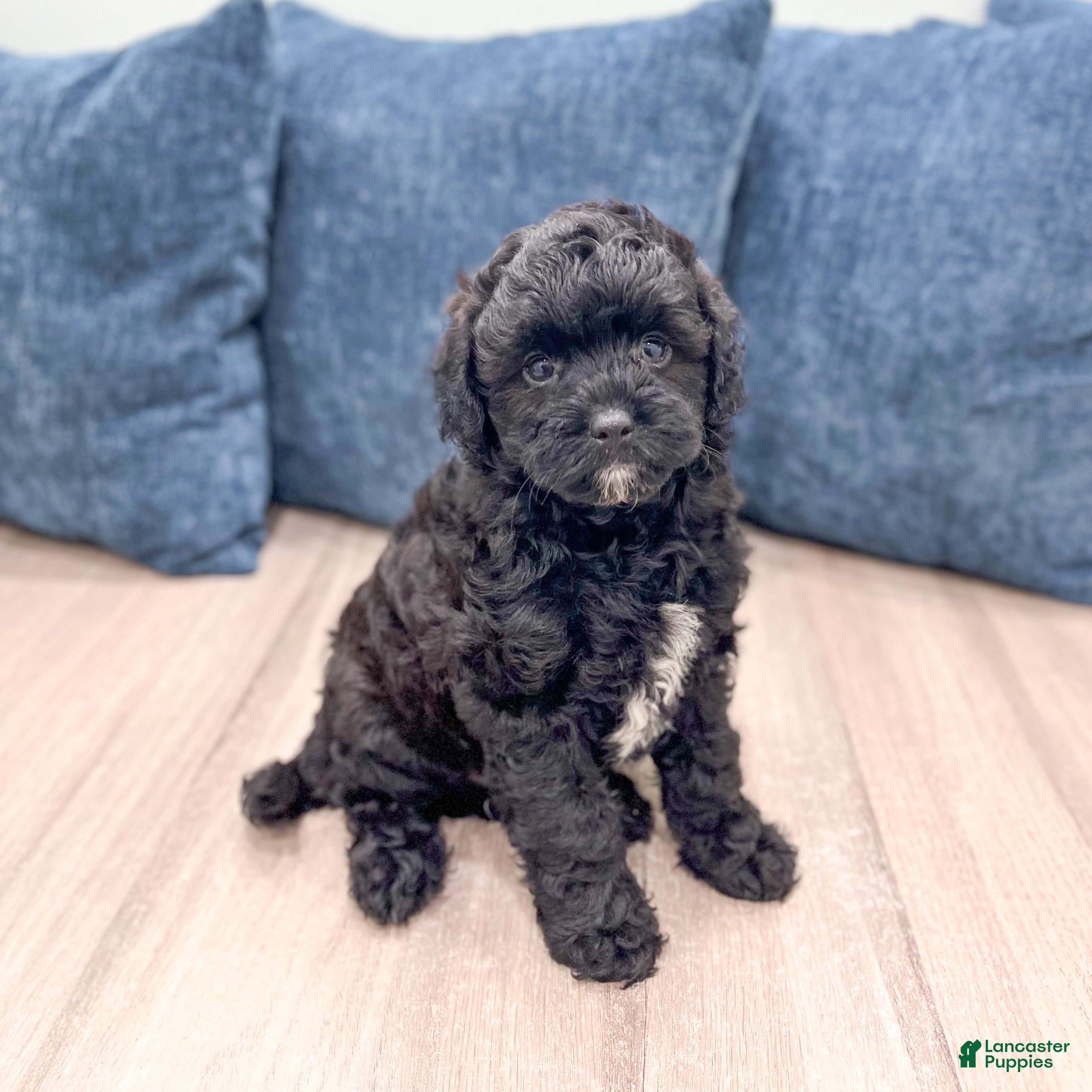 Miniature Poodle dogs Gus - Ad 2