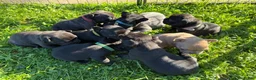 French Bulldog dogs for sale: French Bulldog 4 - Ad 8