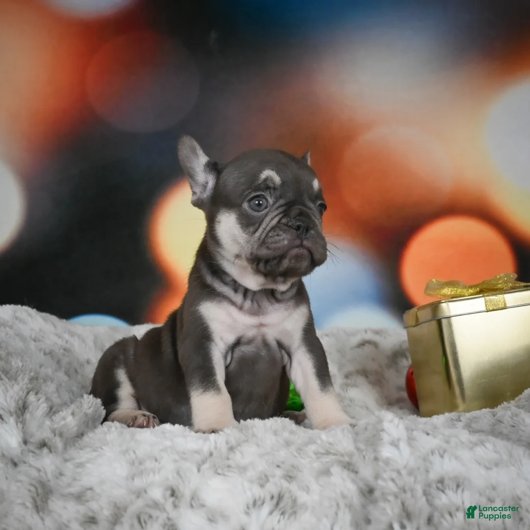 French Bulldog dogs for sale: Crystal - Ad 4