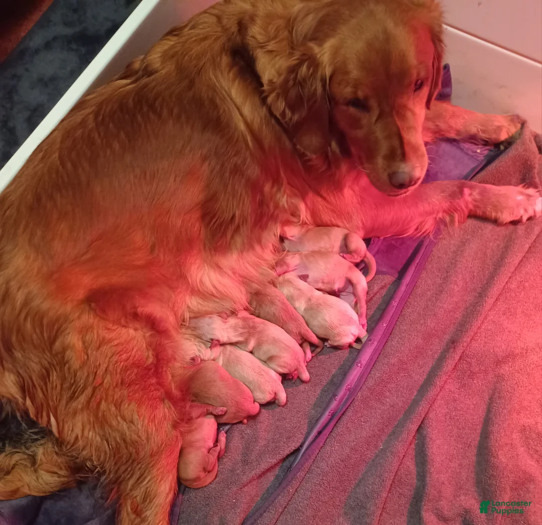 Golden Retriever dogs for sale: Golden Retriever Puppy 10 - Ad 1