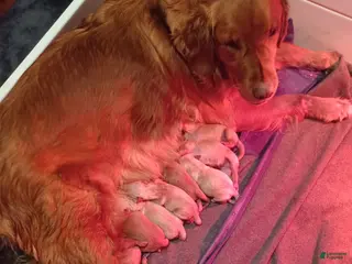 Golden Retriever dogs Golden Retriever Puppy 10 - Ad 11