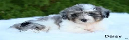 Miniature Australian Shepherd dogs for sale: Daisy - Ad 5