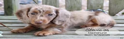 Dachshund dogs for sale: Stevie - Ad 2