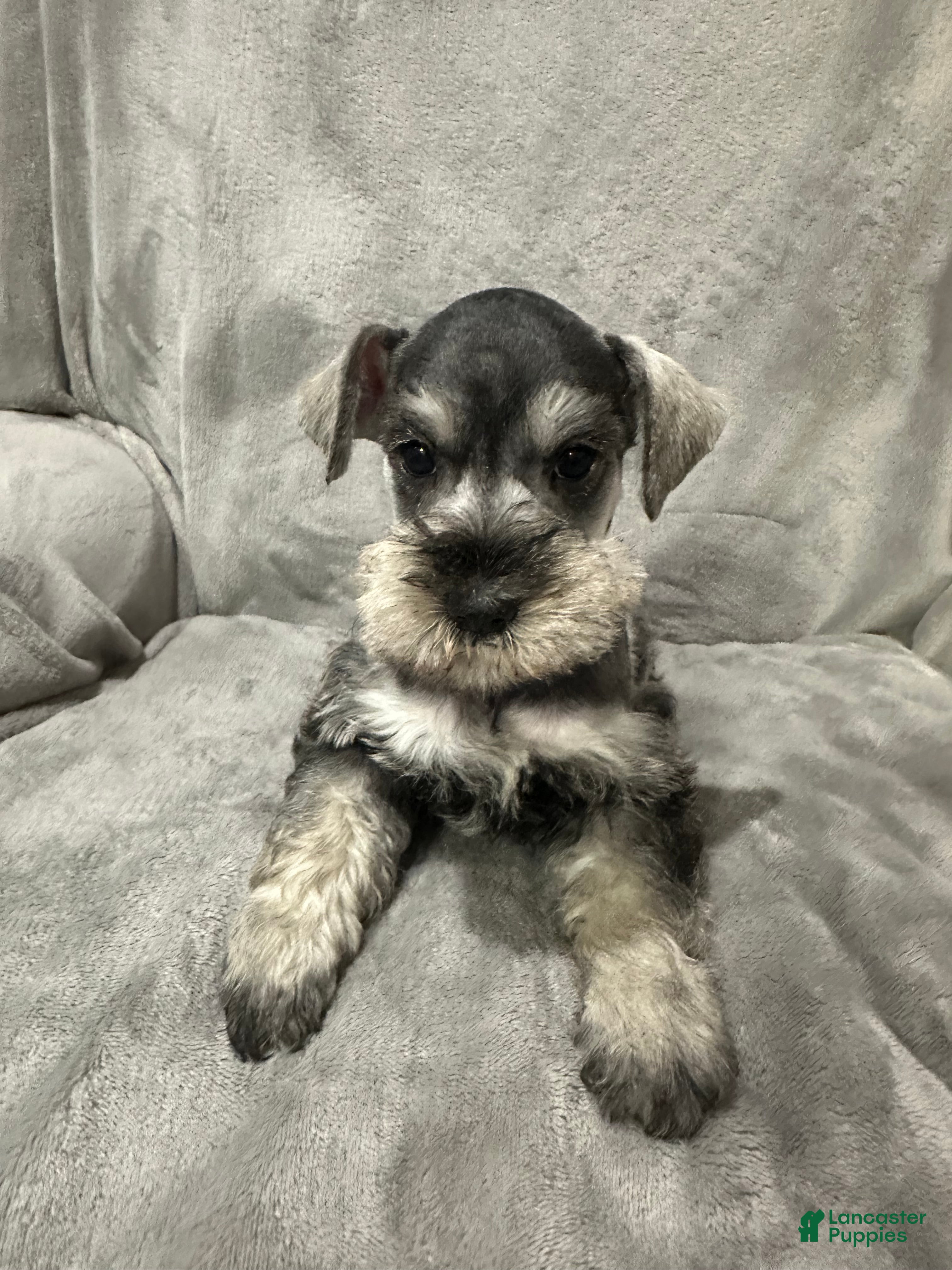 Miniature Schnauzer dogs Brutus - Ad 12