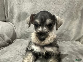 Miniature Schnauzer dogs Brutus - Ad 16