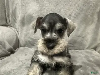 Miniature Schnauzer dogs Brutus - Ad 24
