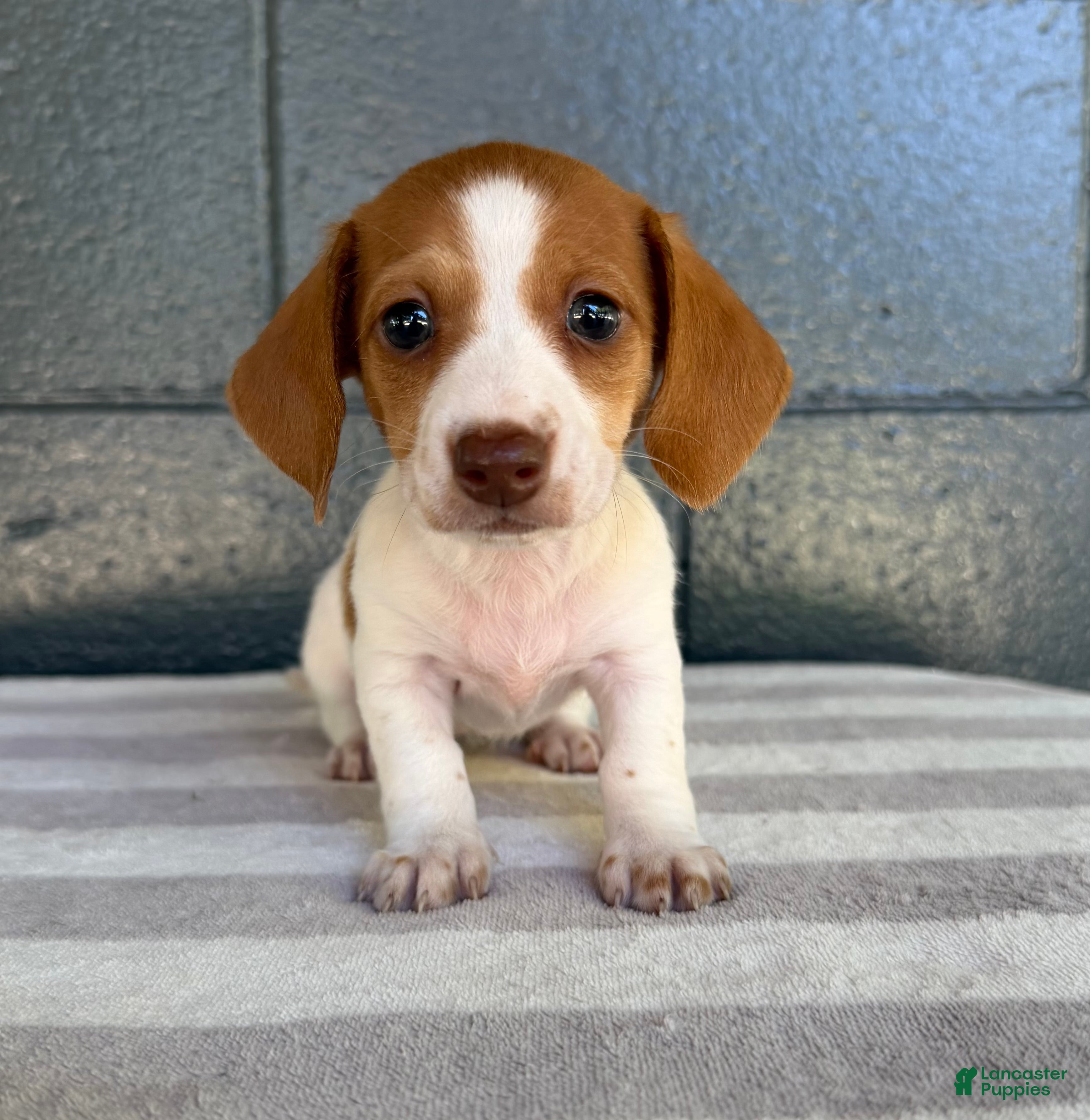 Miniature Dachshund dogs Dixie - Ad 1