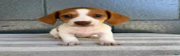 Miniature Dachshund dogs for sale: Dixie - Ad 1