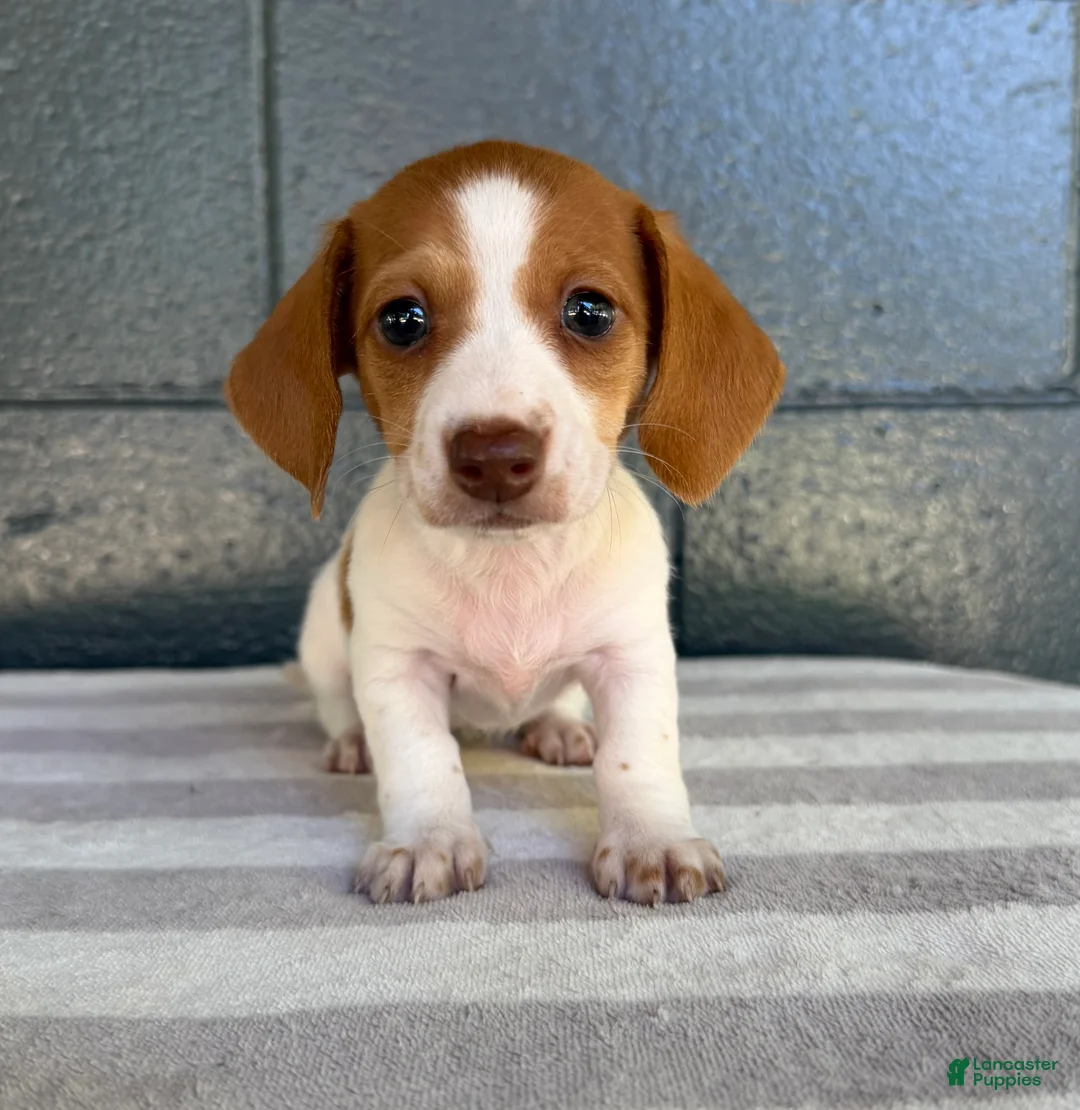 Miniature Dachshund dogs for sale: Dixie - Ad 1