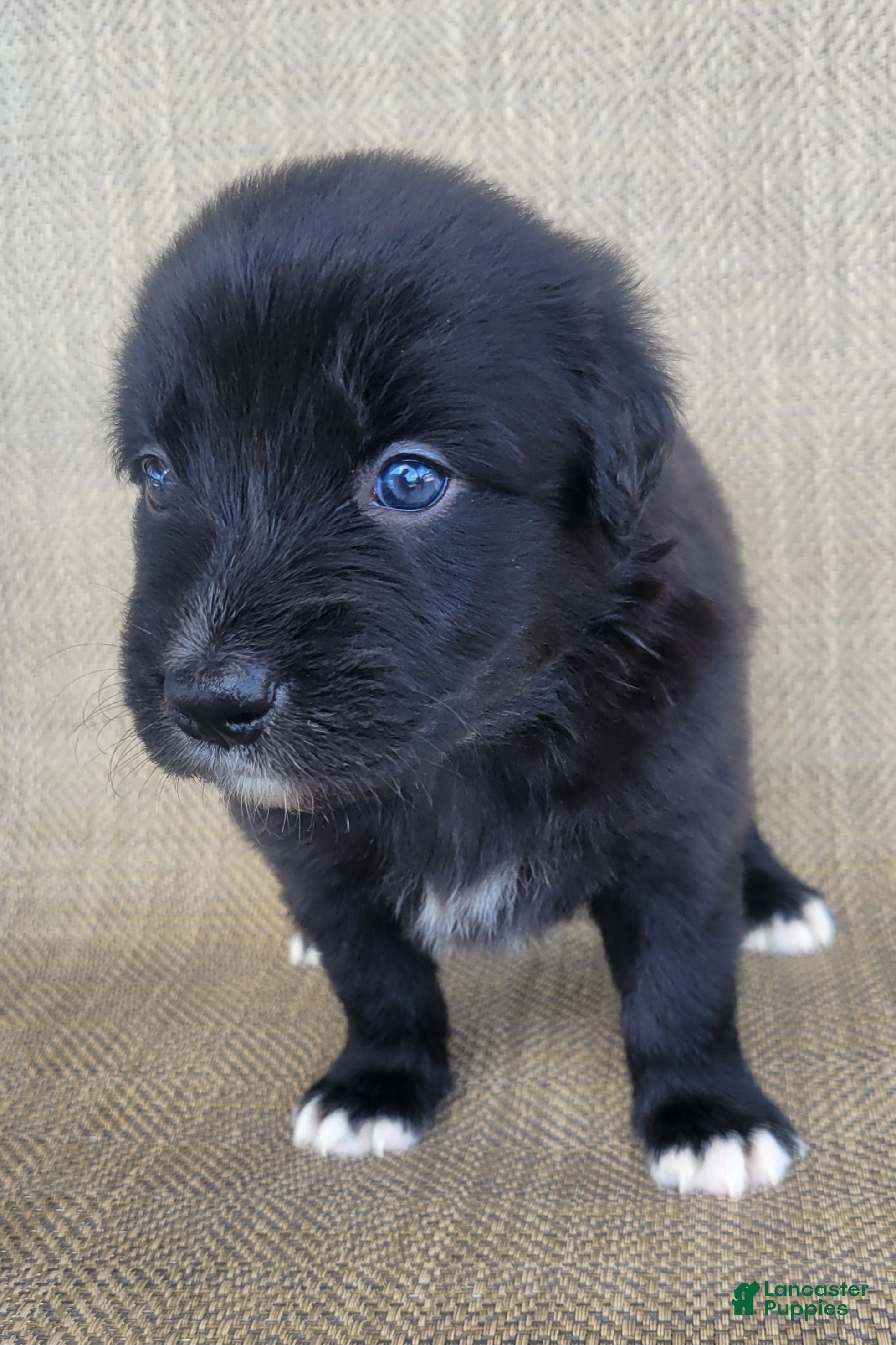Australian Shepherd dogs Bluey - Ad 1