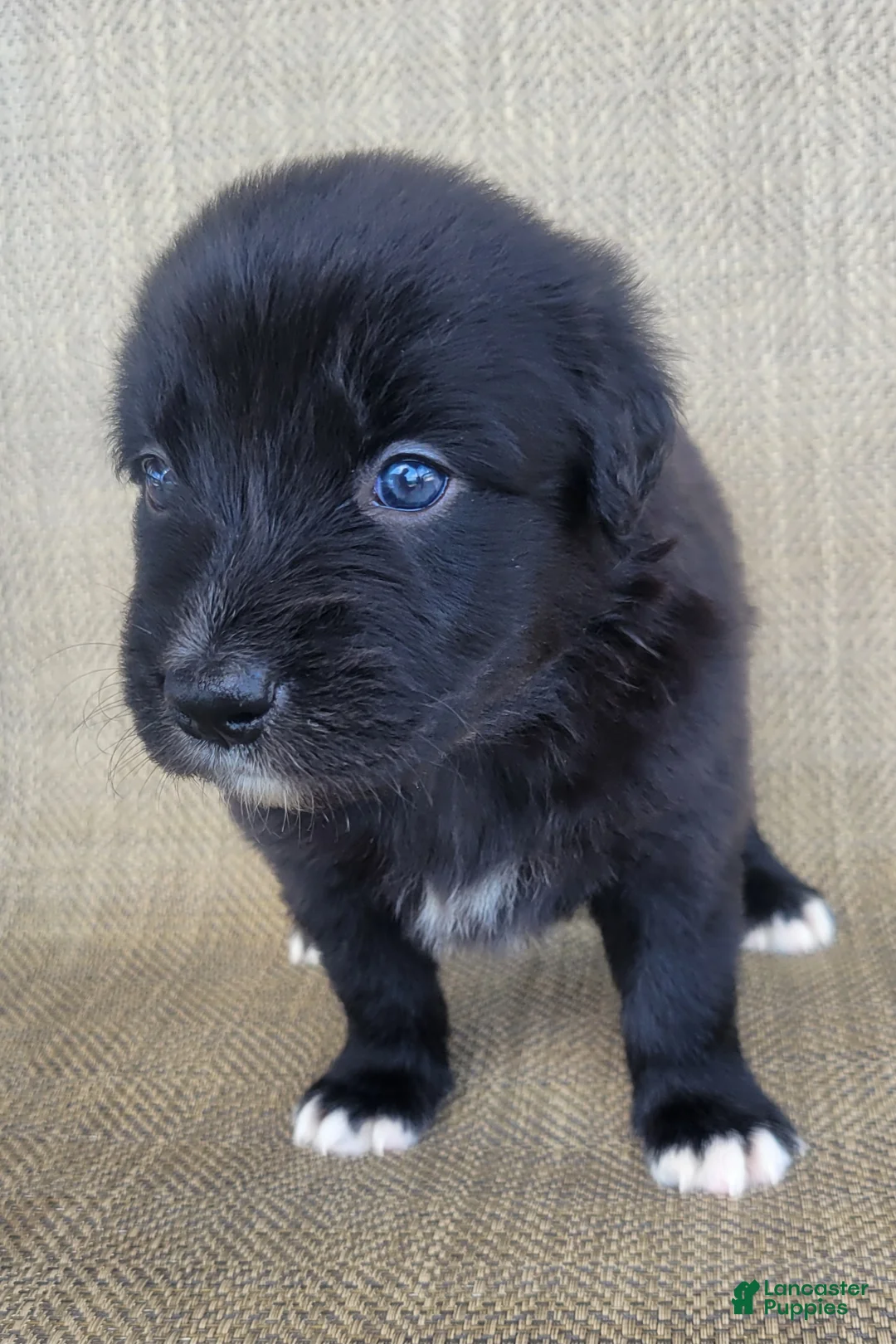 Australian Shepherd dogs for sale: Bluey - Ad 1