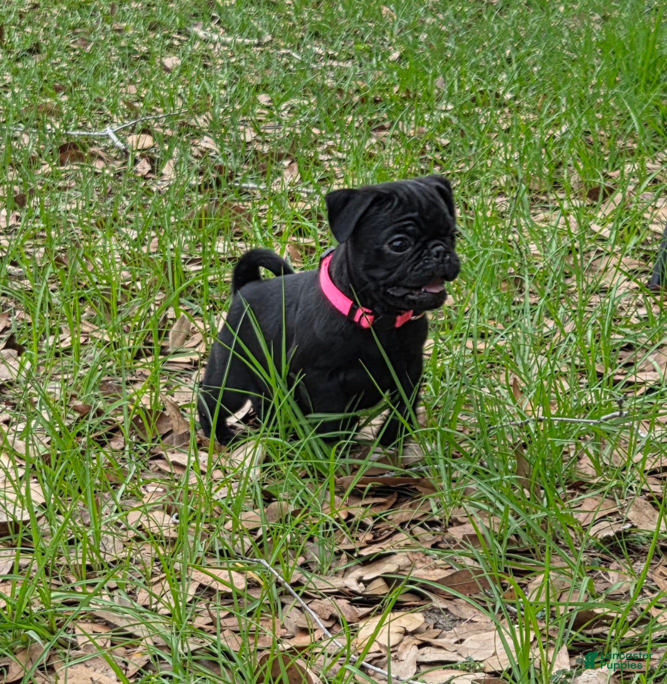 Pug dogs Peony  - Ad 2