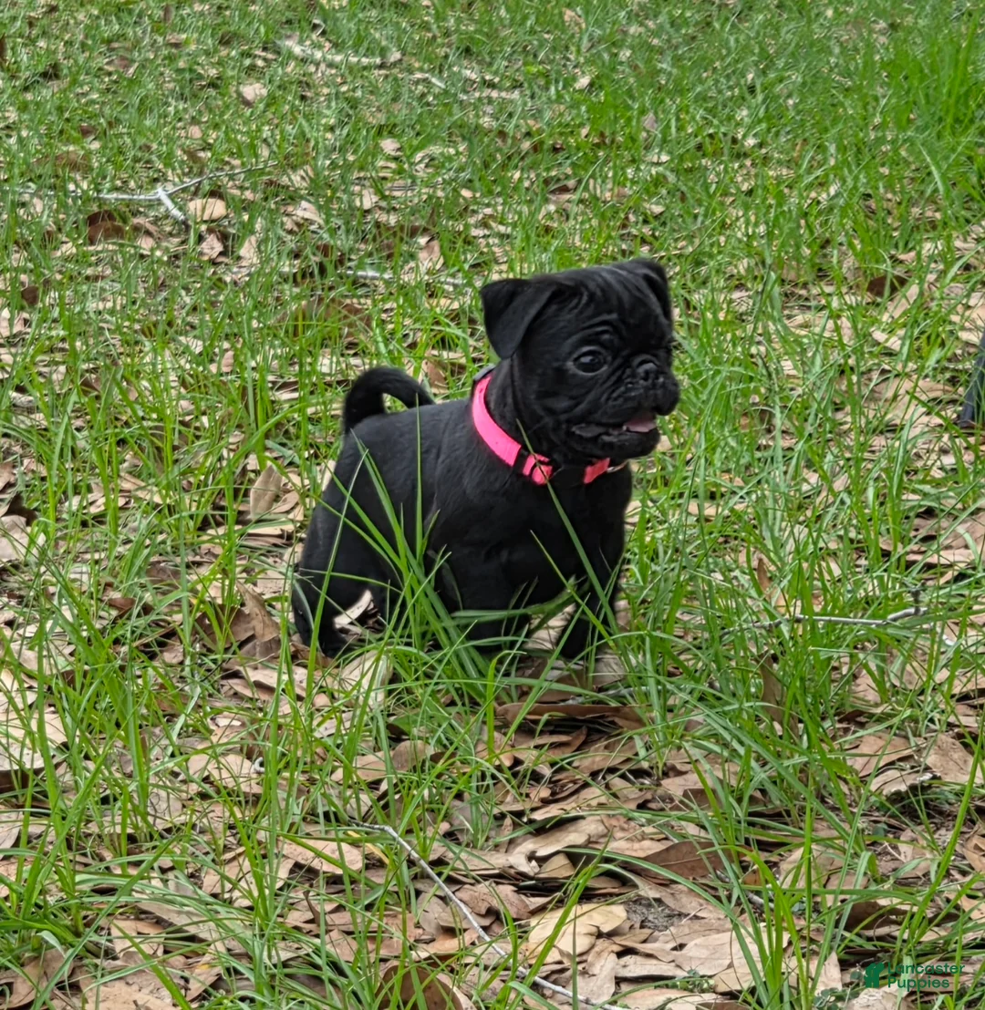Pug dogs for sale: Peony  - Ad 2