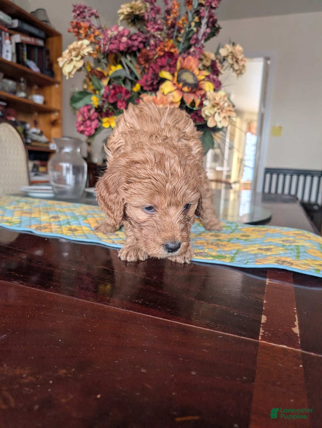 Goldendoodle dogs for sale: Linda - Ad 5
