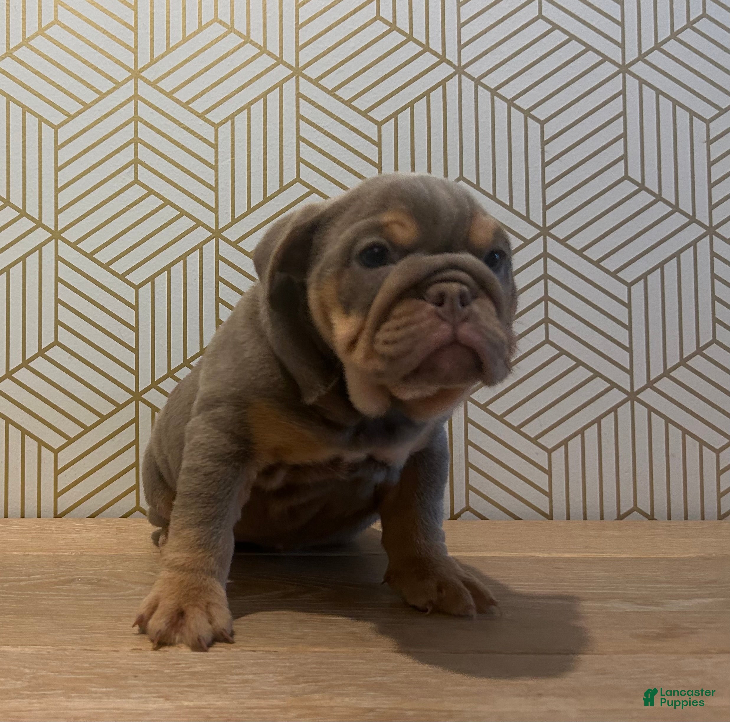 English Bulldog dogs Piper - Ad 2