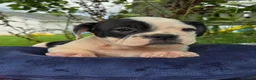 Olde English Bulldogge dogs for sale: Bonnie - Ad 5