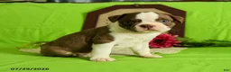 Boston Terrier dogs for sale: Zeke - Ad 1