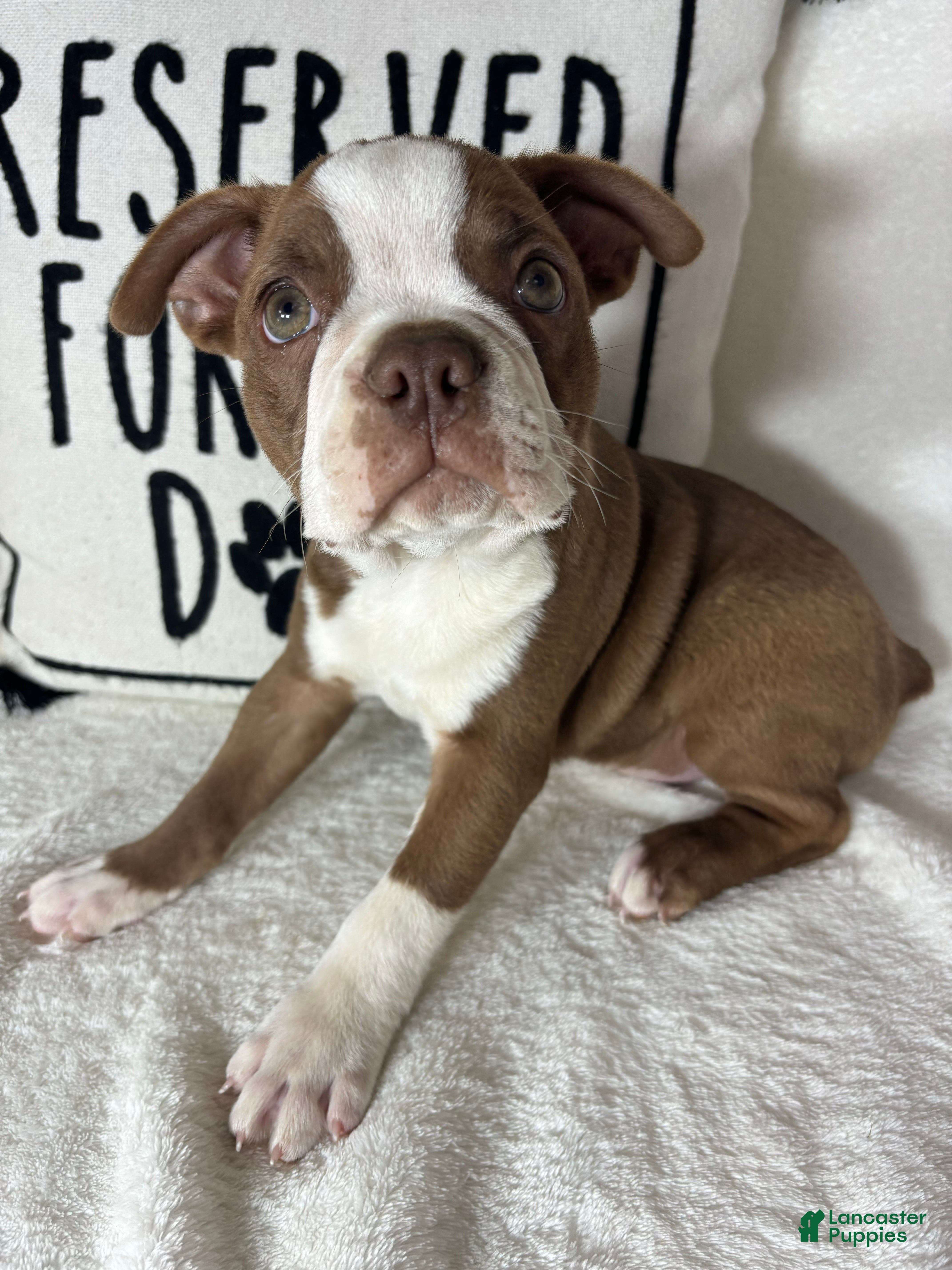 Boston Terrier dogs Ben - Ad 13