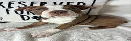 Boston Terrier dogs for sale: Ben - Ad 1