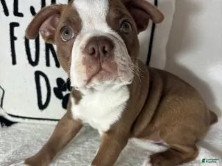 Boston Terrier dogs Ben - Ad 31