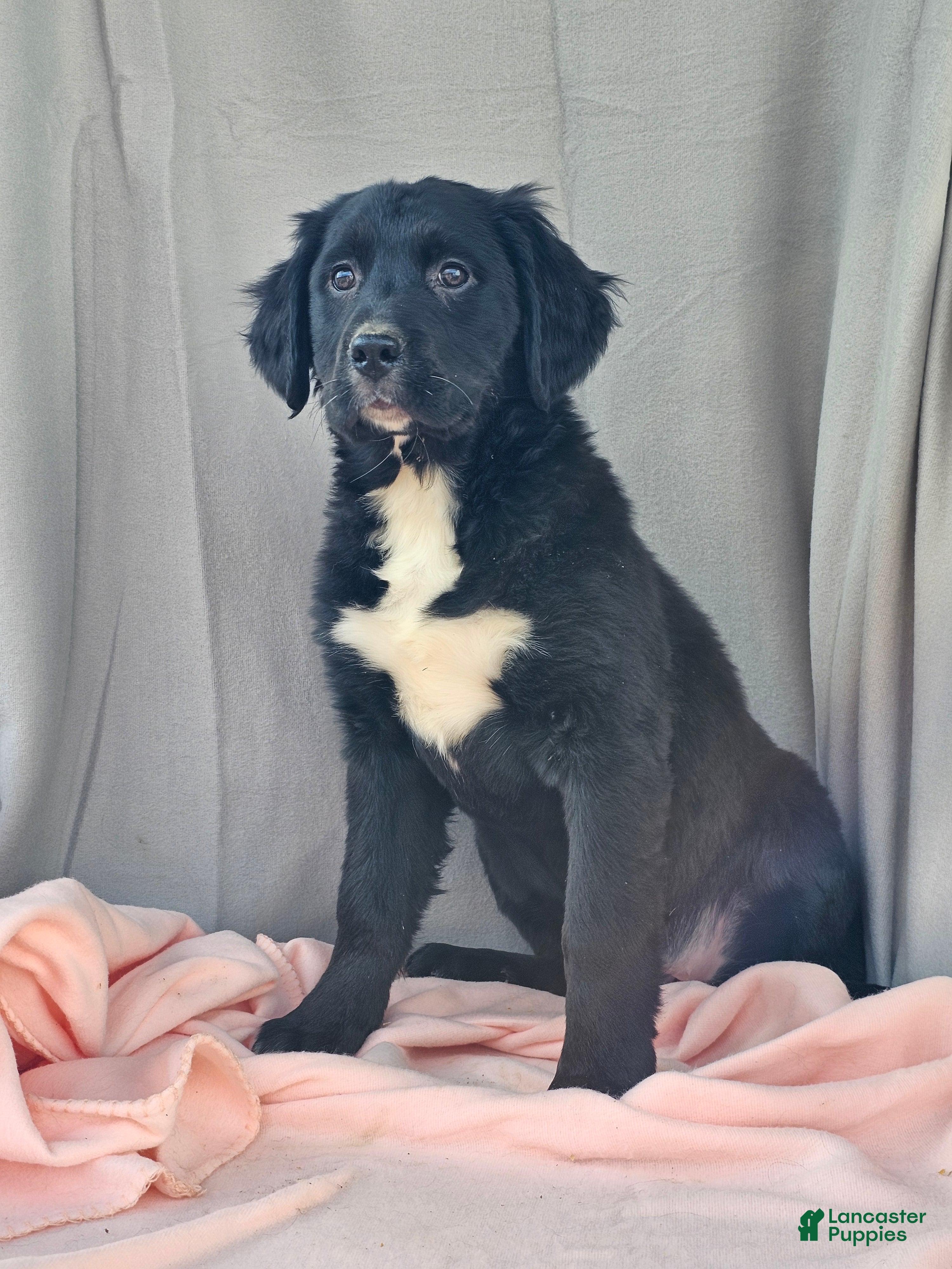 Mixed Breed dogs Tilly - Ad 1