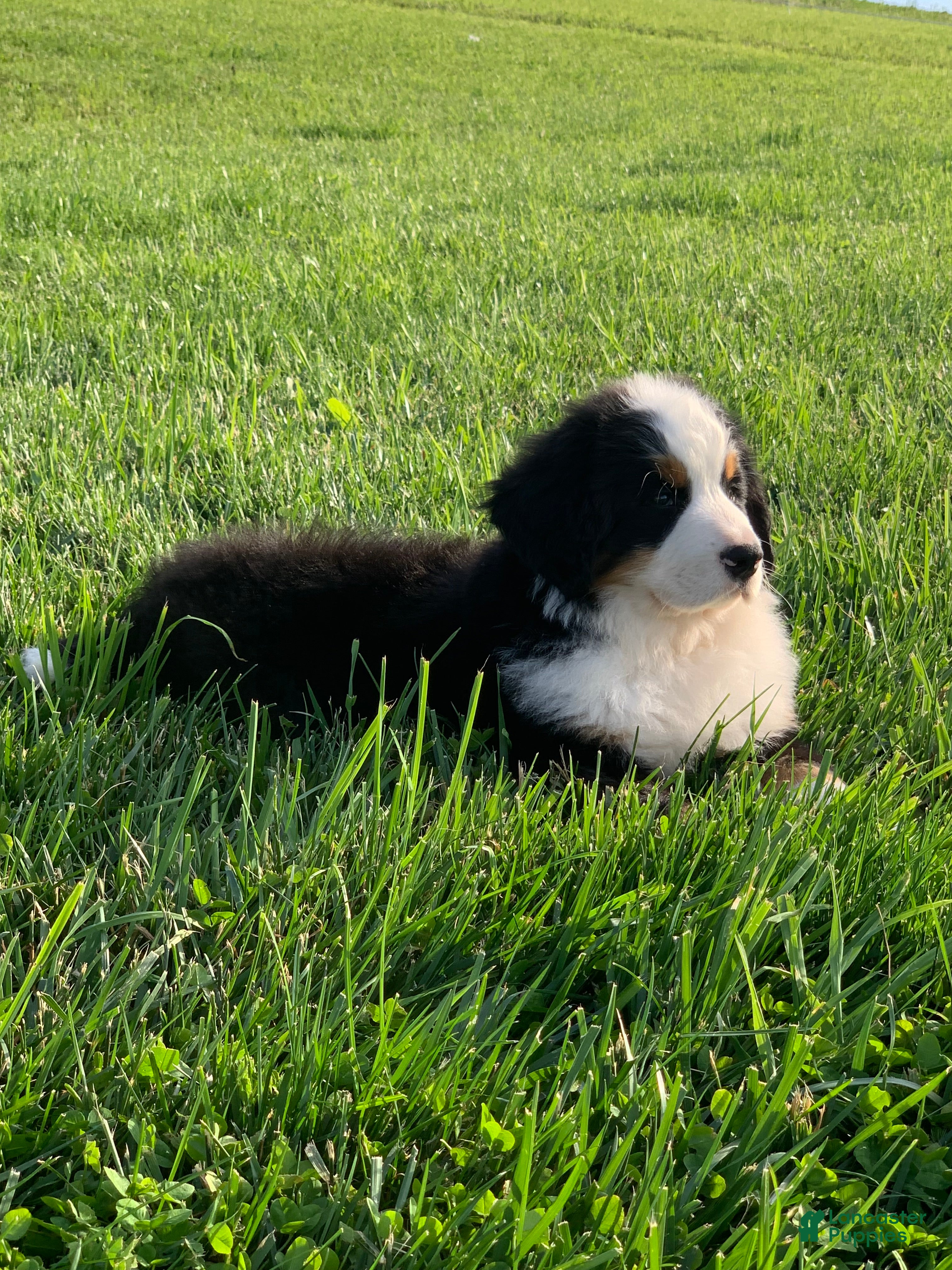Bernese Mountain Dog dogs for sale: Nemo - Ad 2