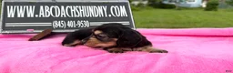Miniature Dachshund dogs for sale: South African AKC  - Ad 4