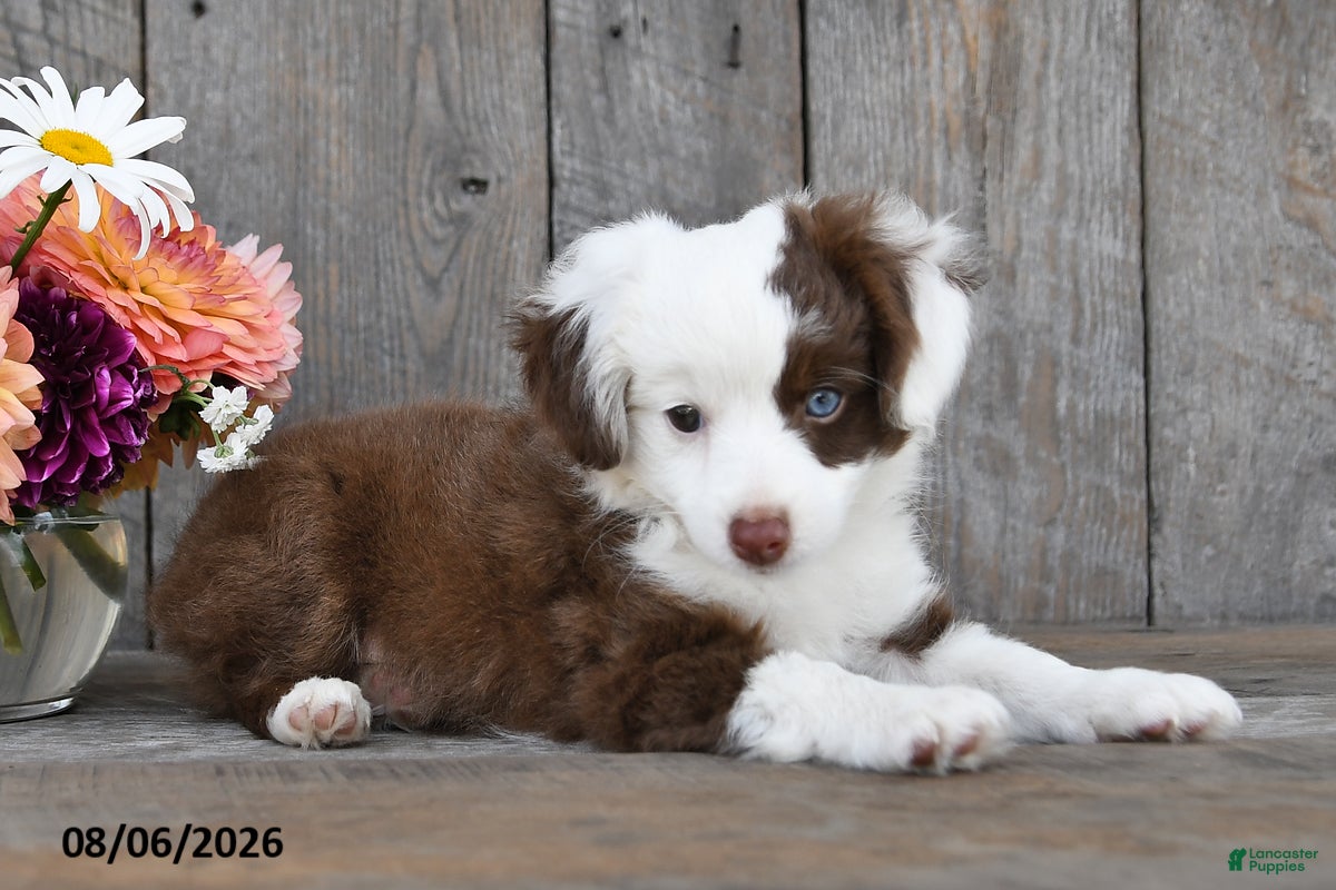 Aussiedoodle dogs Terry - Ad 2