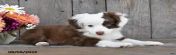 Aussiedoodle dogs for sale: Terry - Ad 2